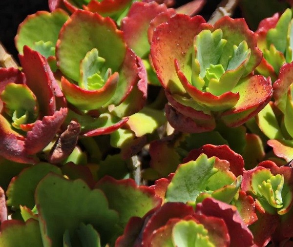 green sedum with vivid red margins to the leaves