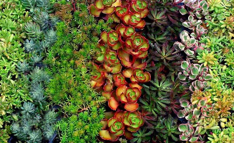 Read more about the article Species Spotlight – Sedum and Stonecrop!