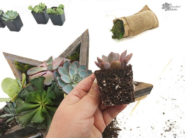 How to add succulents to Star Shaped Planter