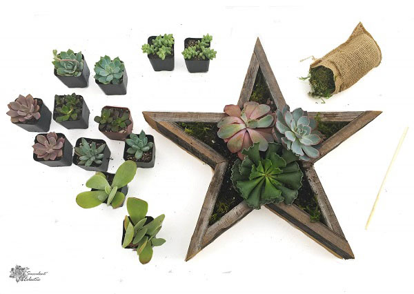 begin planting Star Shaped Planter with largest succulents