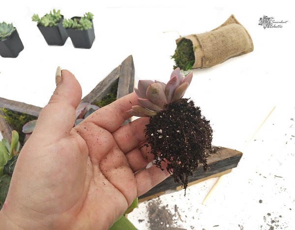remove excess soil from succulents roots