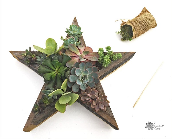 fully planted Star Shaped Planter needs moss