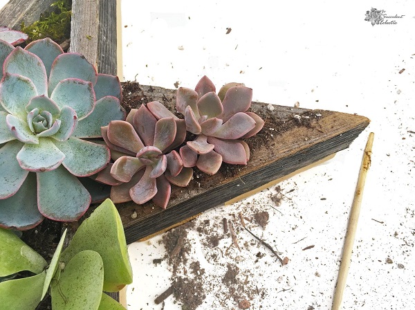 plant succulent in Star Shaped Planter for Succulents