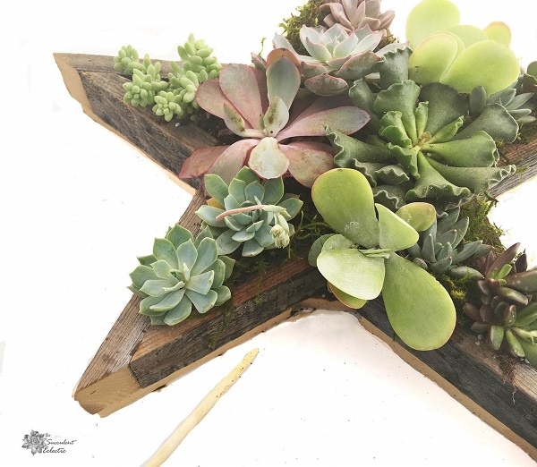 view of moss added to Star Shaped Planter 