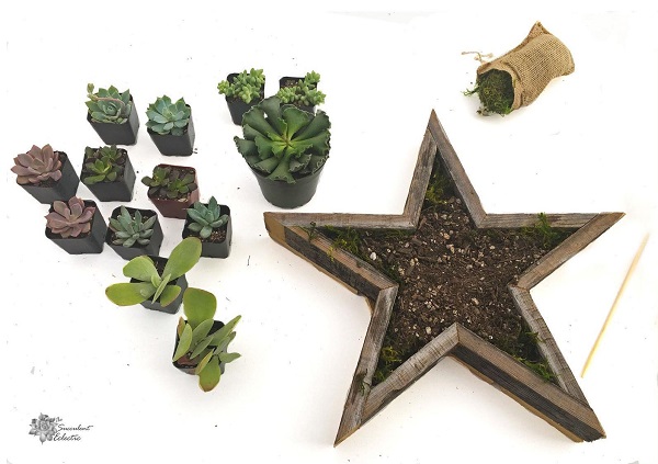 Add soil to Star Shaped Planter for Succulents