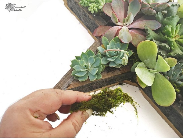 roll moss to add it to Star Shaped Planter