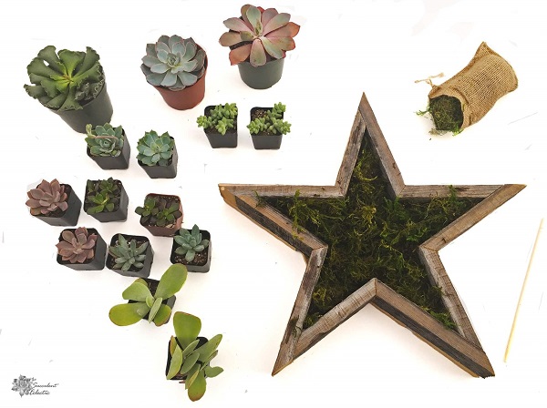 Line Star Shaped Planter with moss