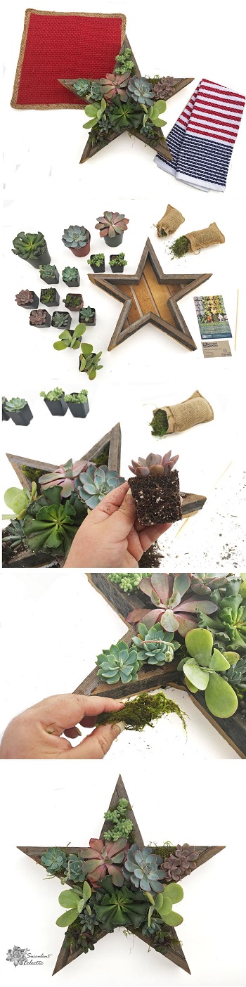 steps to planting 4th of July DIY succulent star planter