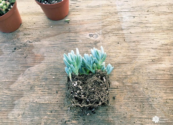 dividing succulent senecio serpens blue chalksticks plant