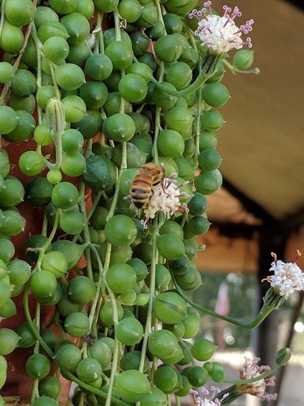 Succulents Belong in Your Pollinator Garden! The Succulent Eclectic