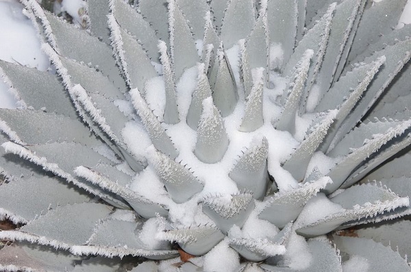 winter succulent agave with snow in its leaves