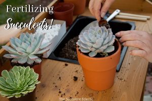 Read more about the article Succulent Fertilizer – Which, When and How Often