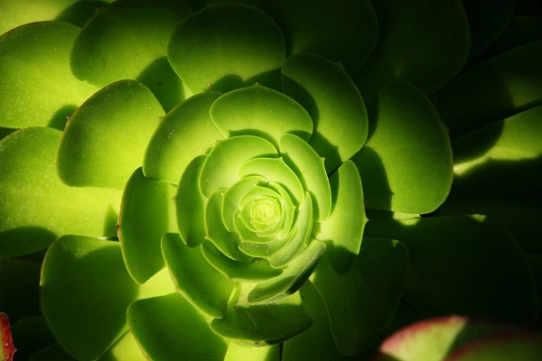 green aeonium is one of best succulents for shade