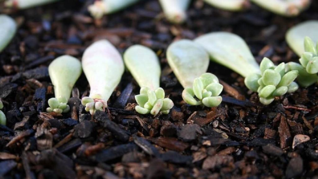 Propagating Succulents From Leaves The Succulent Eclectic Propagating Succulents From Leaves The Succulent Eclectic