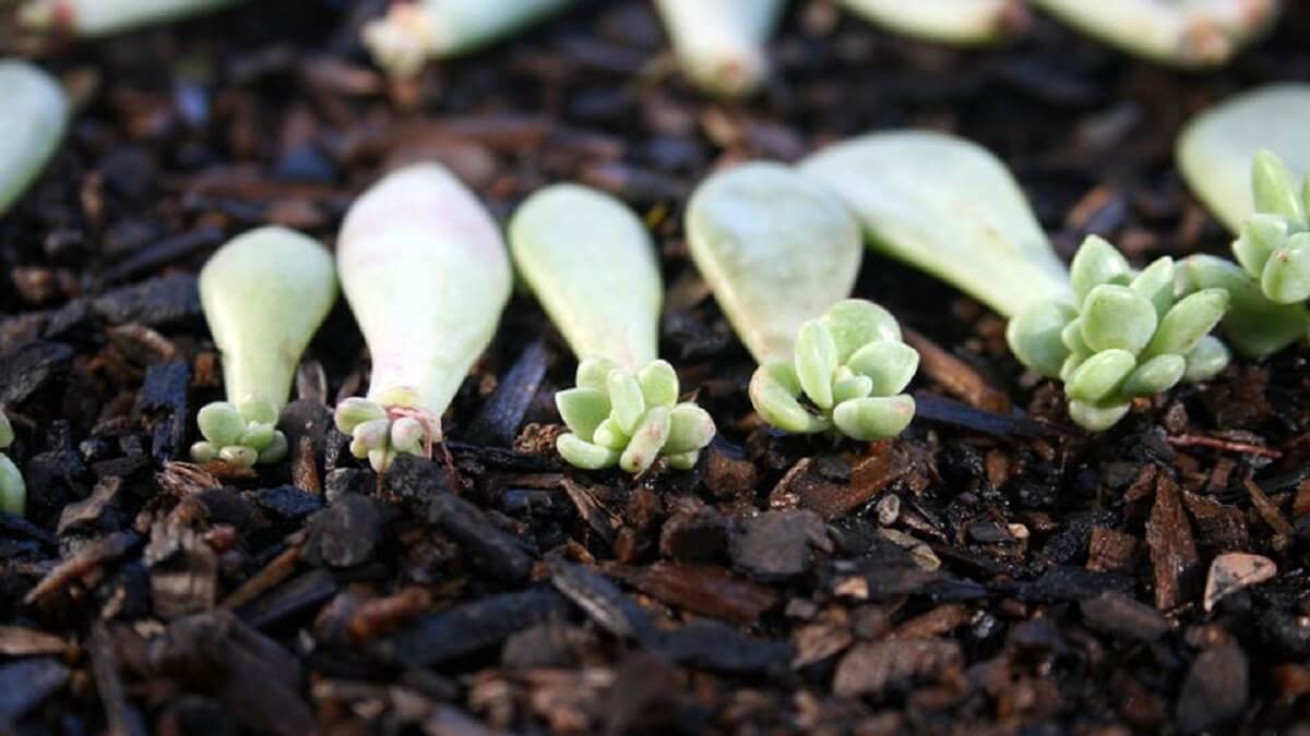 You are currently viewing Propagating Succulents from Leaves