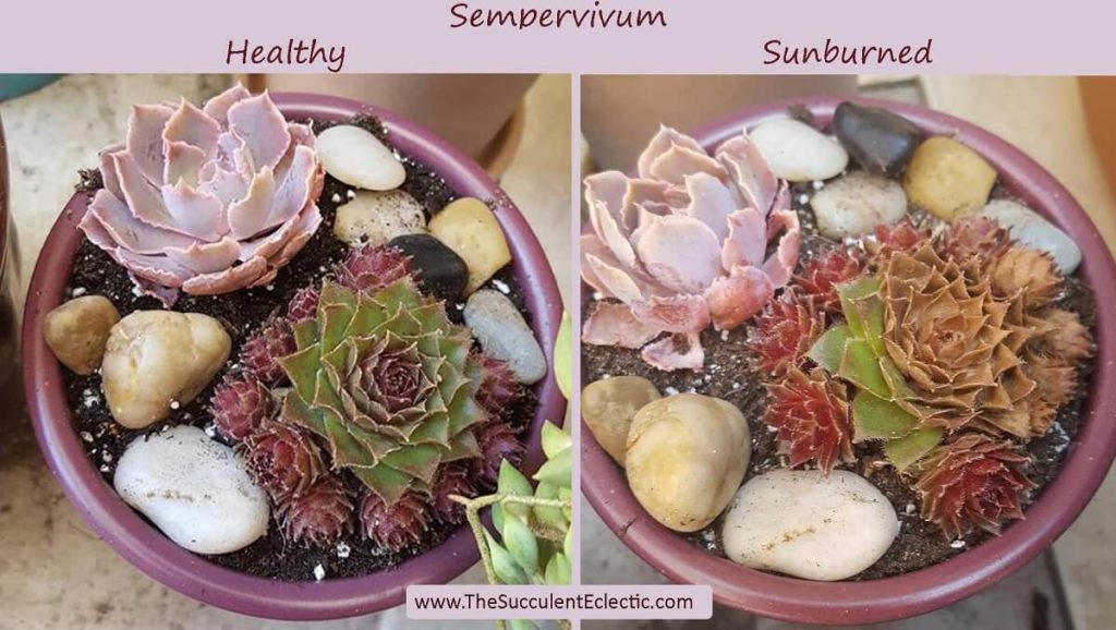 Sunburned succulents, before damage and after