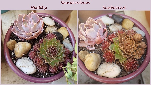 Read more about the article Sunburned Succulents & Summer Care