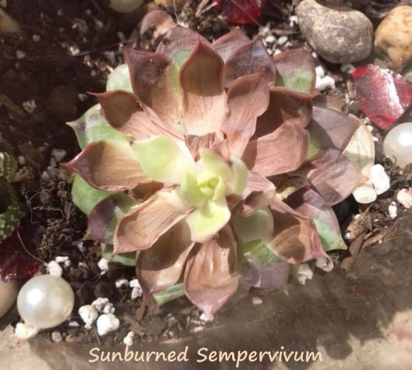 sunburned succulent sempervivum - sun damage can kill succulents