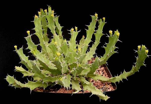 Euphorbia_brevitorta_ies