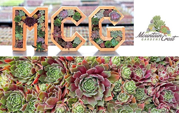 where to buy succulents online? Mountain Crest Gardens offers a huge selection