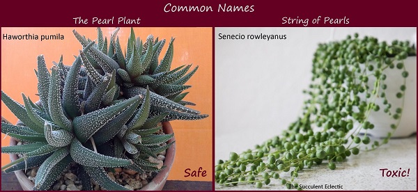 scientific names for plants matter - haworthia is safe for pets, senecio is toxic