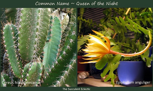 Read more about the article Scientific Names of Plants & Why They Matter