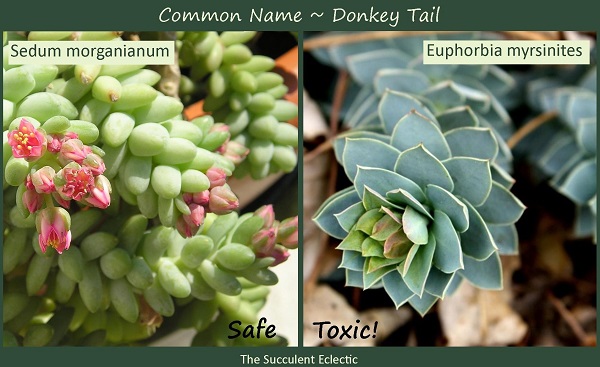 identifying distinctions between different types of succulents - donkey tail sedum or euphorbia