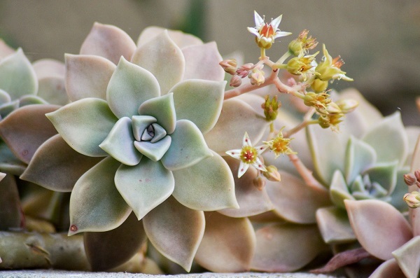 succulent care for lovely pachyveria
