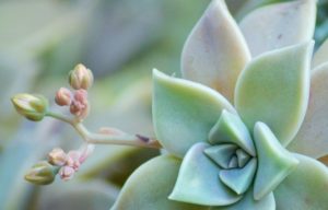 Read more about the article Succulent Care Secret – Why Favorites Die & Others Thrive