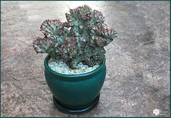 potted succulent euphorbia lactea cristata