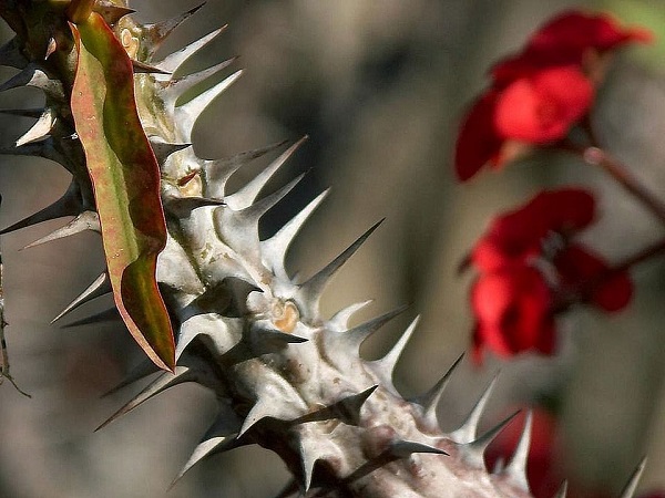 euphorbia-stem-thorns