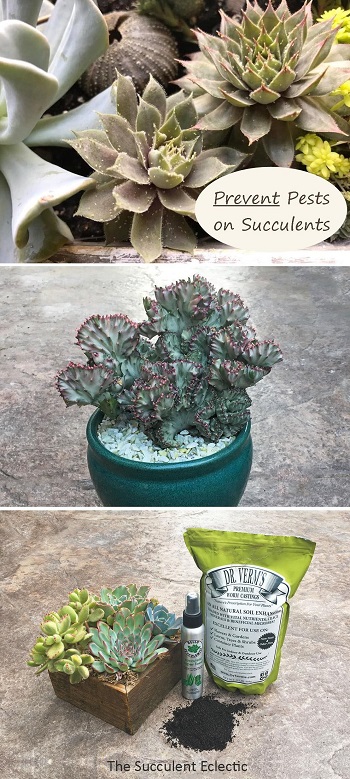 Learn how to treat and PREVENT pests on succulents
