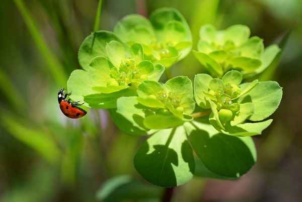 ladybugs feed on pests and mealybugs on succulents euphorbia