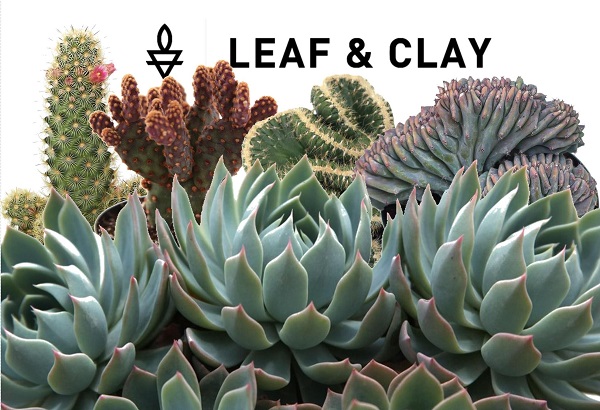 Leaf & Clay - rare succulents and cactus