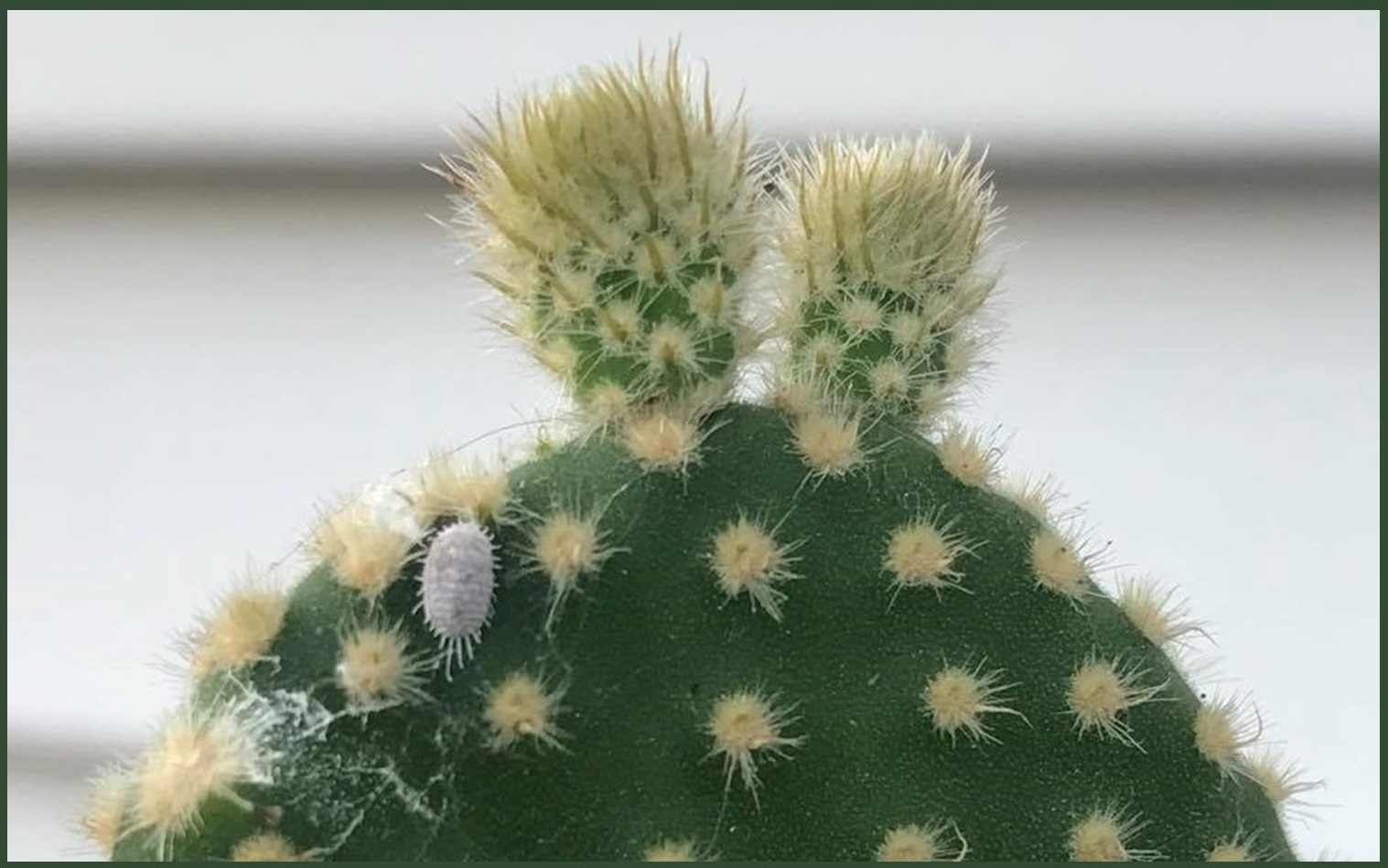 You are currently viewing How to Control & Prevent Mealybugs on Succulents!