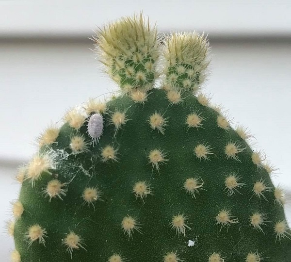 Closeup of mealybugs on succulents opuntia cactus