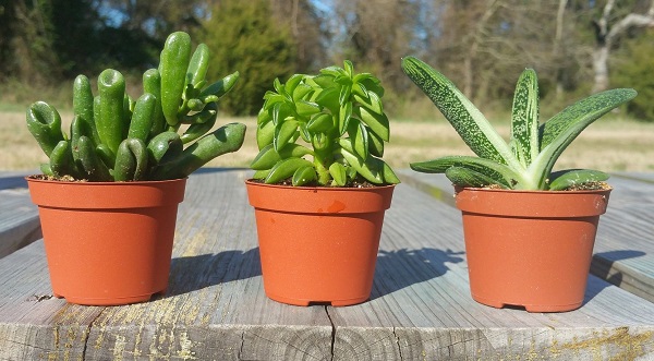 succulents in nursery pots