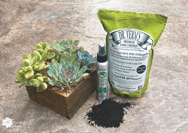 succulents with worm castings products for fertilizing and pest repellants