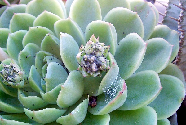 pests and mealybugs on succulents echeveria