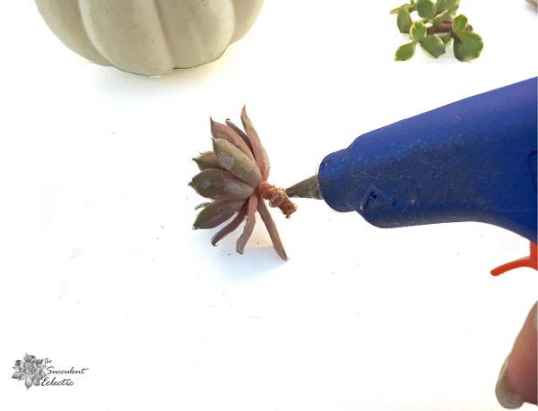 applying hot glue to succulent cutting
