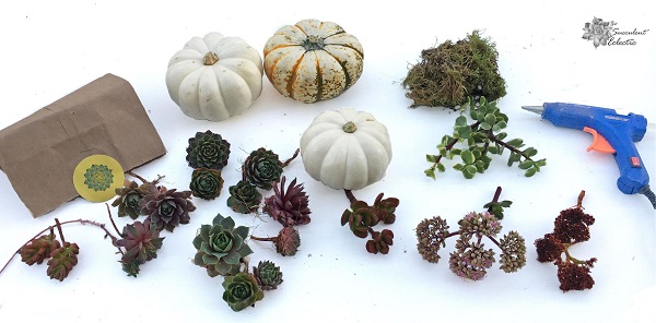 Gathering supplies -- mini pumpkins, succulent cuttings, moss and glue gun