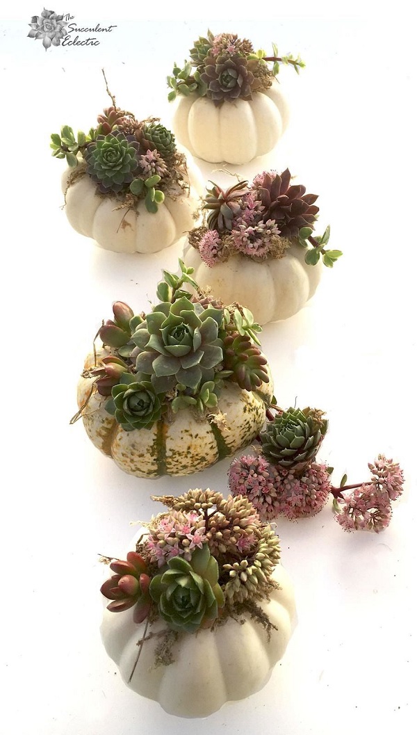 several miniature succulent pumpkins