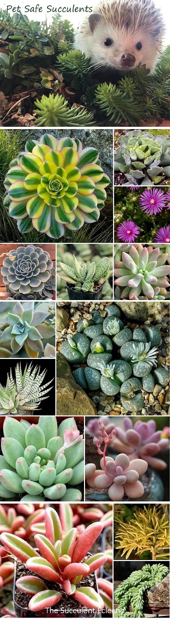 list of pet safe succulents with pictures
