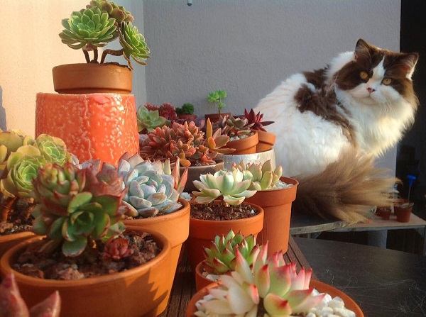 Cat gazing at an array of mixed succulents