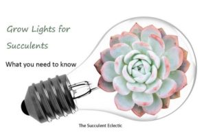 Read more about the article Grow Lights for Succulents | A Simple Guide