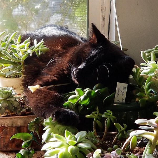 cat sleeping among succulent plants