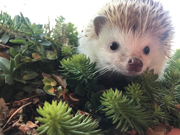 hedgehog investigating mixed pet safe succulent plants