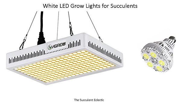 white led grow lights are best for succulents and people