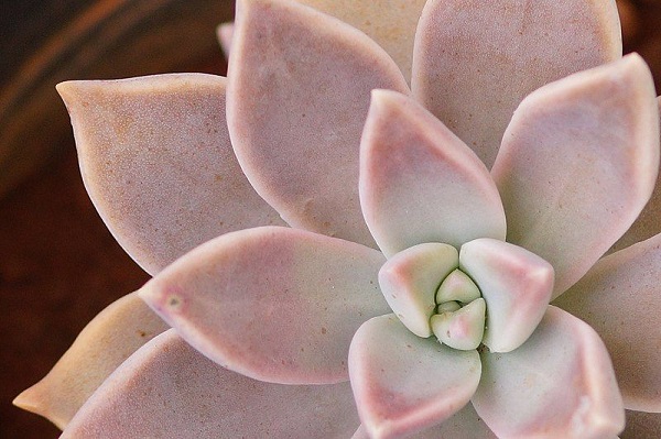 closeup of Graptopetalum paraguayense, the ghost plant succulent flushed pink