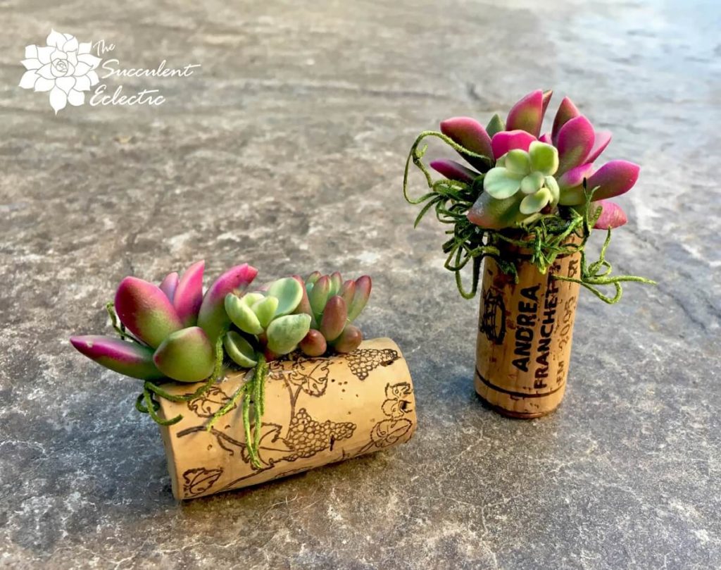 DIY succulent cork planters